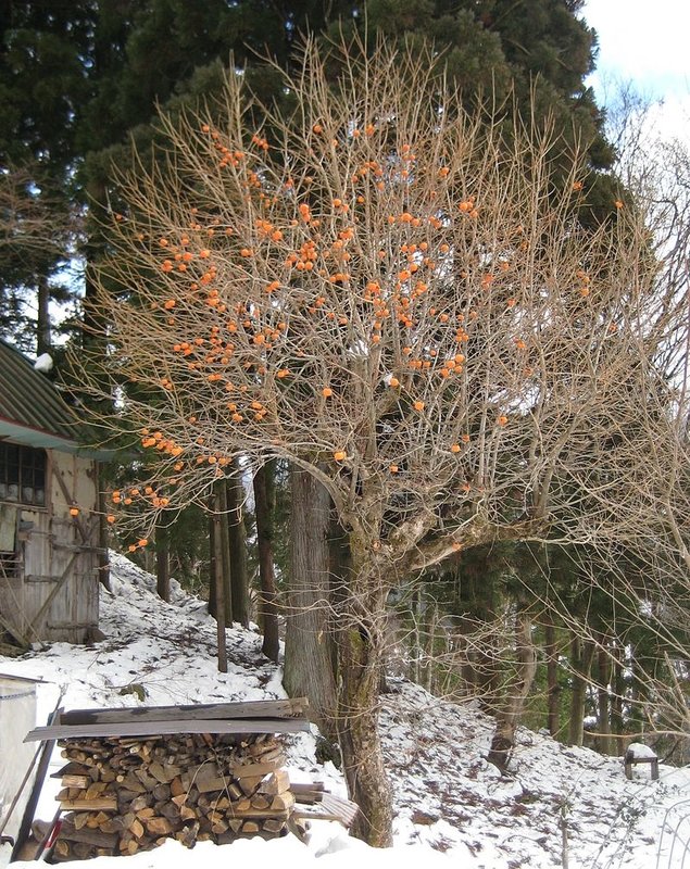 Persimmon_tree_in_winter_(Nagano_prefecture,_Japan)