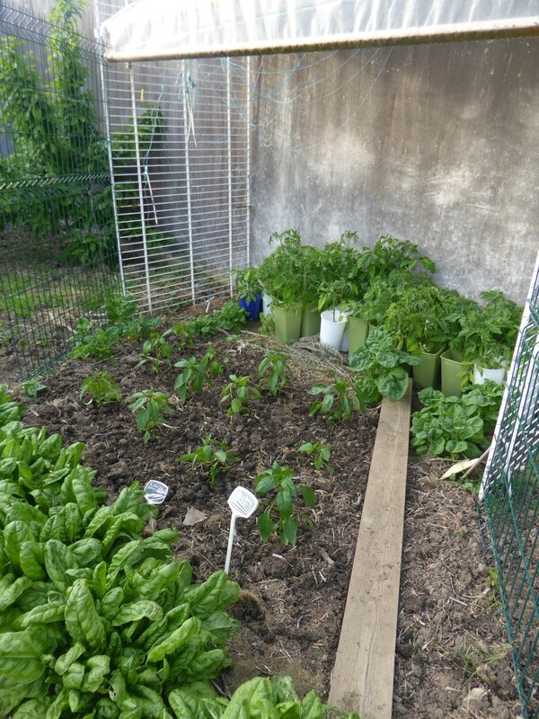 9-potager ouest (5)