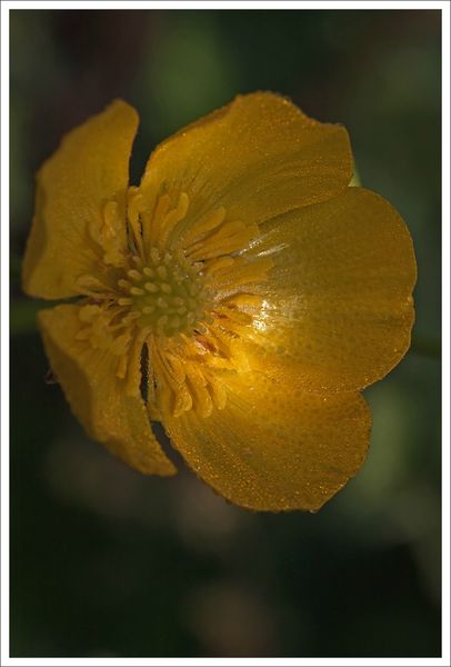 ville fleur renoncule bouton or gouttes 230413