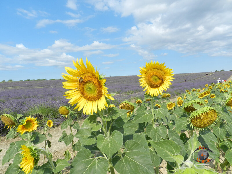 Tournesols et lavande