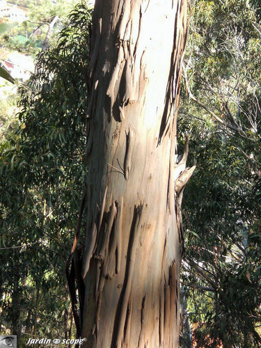 Eucalyptus commun • Eucalyptus globulus • Famille des Myrtaceae