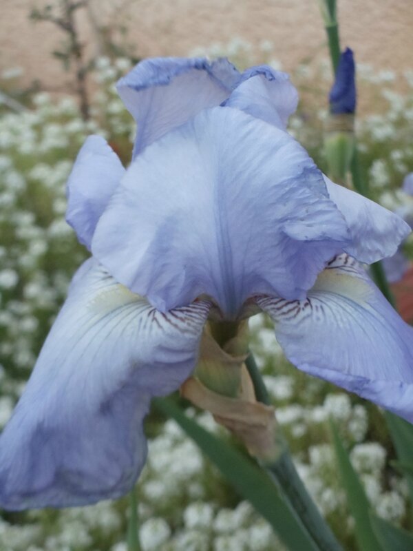 jardin et fleurs 014