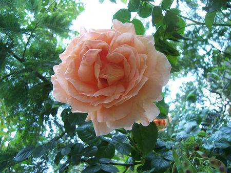 080515006_rose