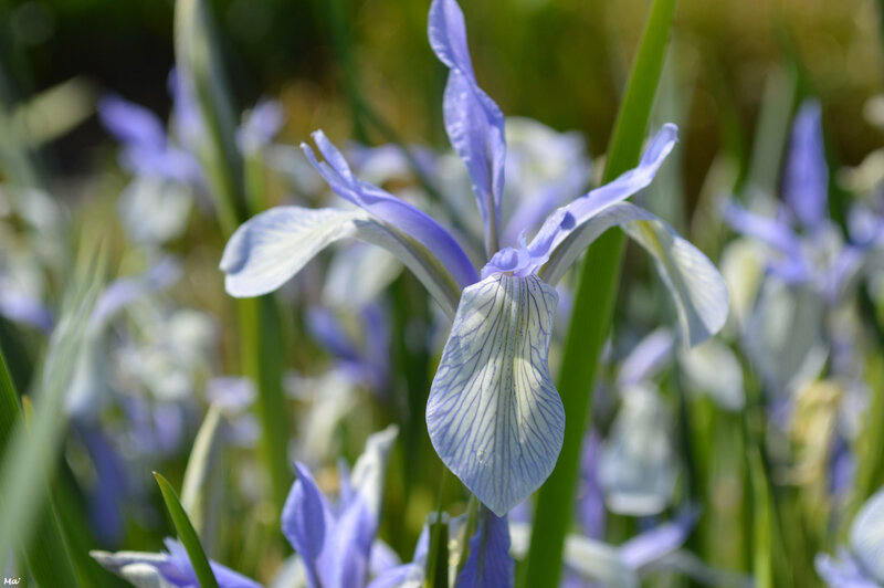190501_iris_val_drome_8