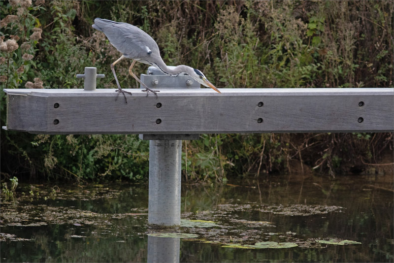 Oiseau héron plonge pêche 181021 ym 2