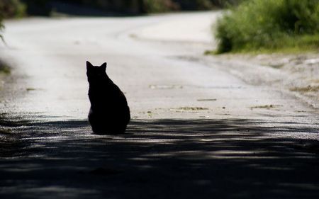 le-chat-wall1