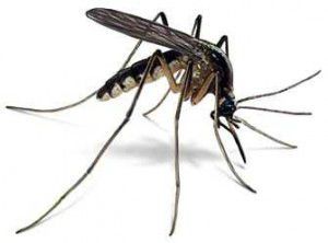 Moustique-anti-paludisme-300x222
