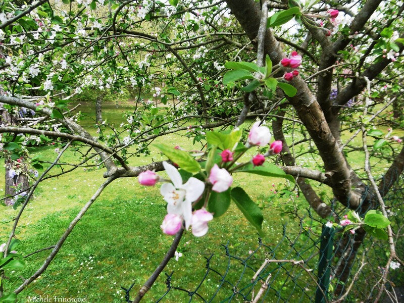 1-Fleurs de Léon 070419