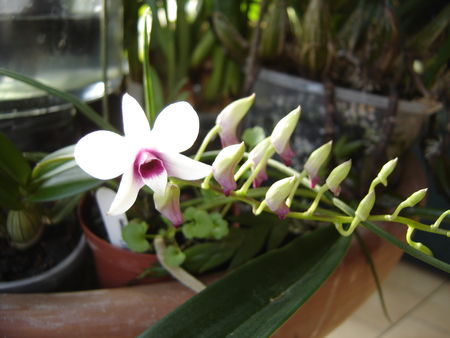 Dendrobium_Borneo