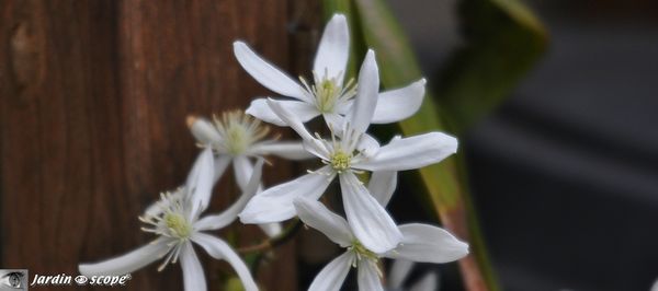 Clématite Armandii • Clematis Armandii