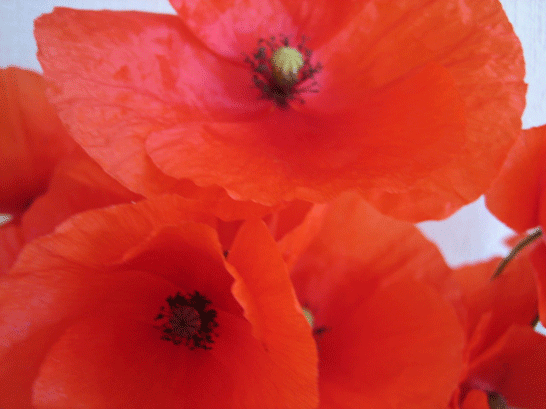 coquelicots