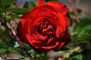 Liliana-4
