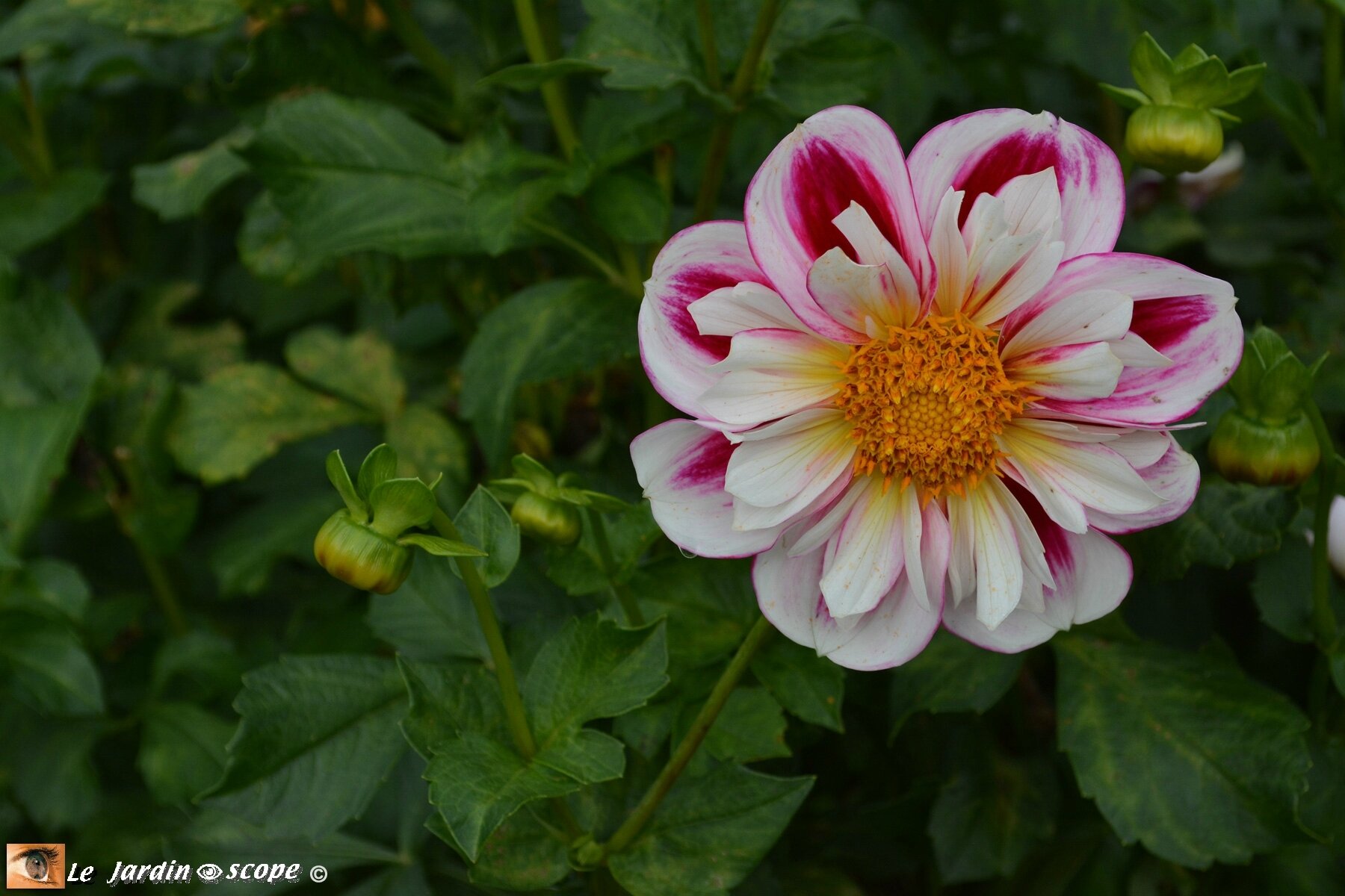 Dahlia--Bumble-Rumble-(LR)