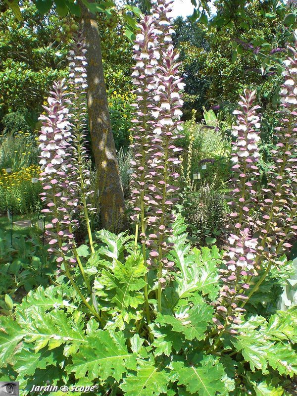 Acanthus mollis L. • Acanthe molle • F/ Acanthaceae