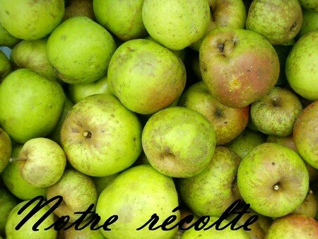 recolte_des_pommes