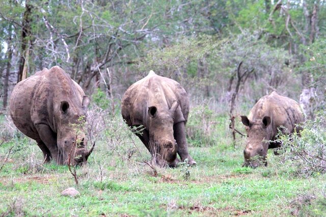 Famille rhino