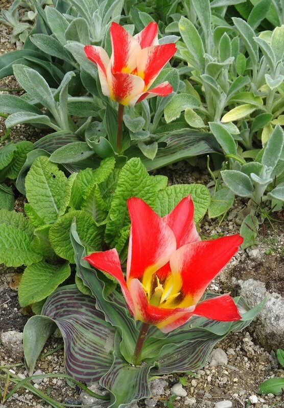 tulipes pinocchio ouvertes