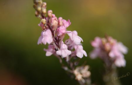 linaria_purpurea