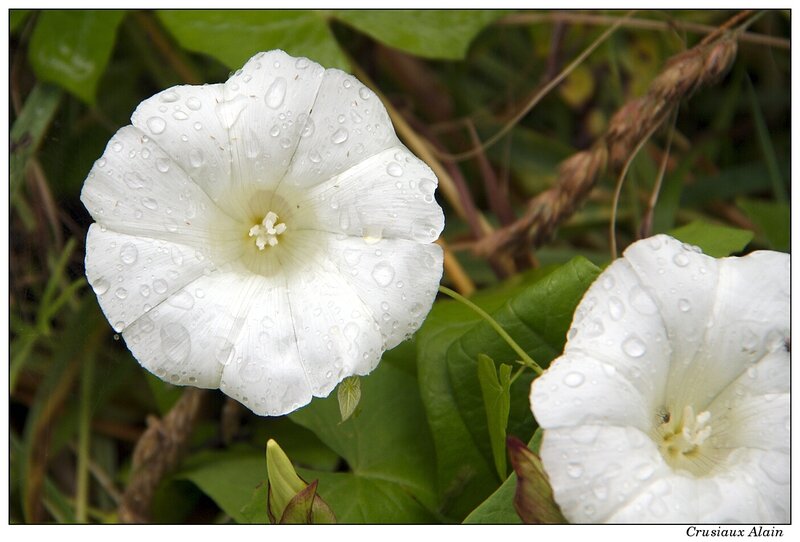 une petite goutte de blanc ?