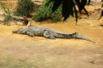 Ferme des crocodiles (16)