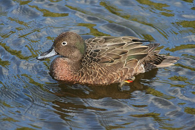 640px-Brown_Teal_Male