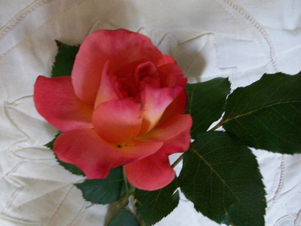 rose Alain