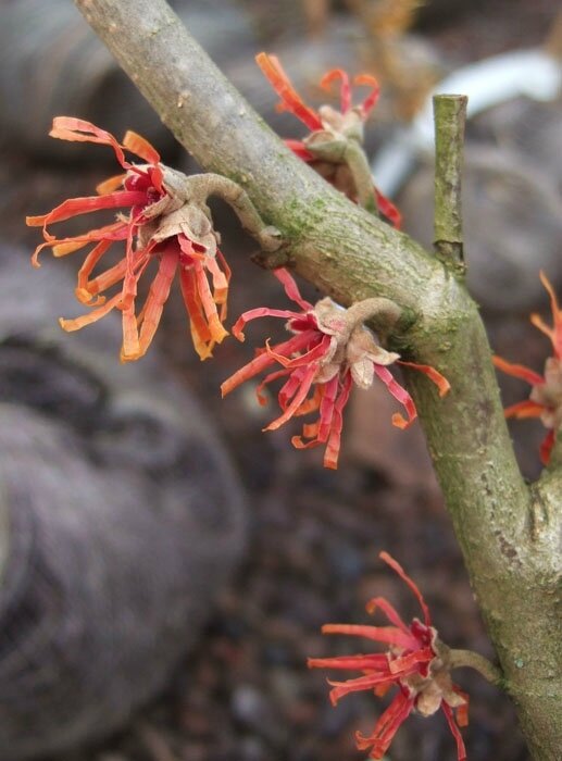 Hamamelis x intermedia 'Fire Blaze'