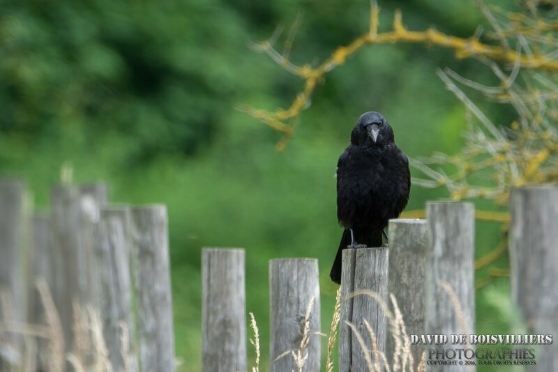 Corneille Noire (Corvus Corone)
