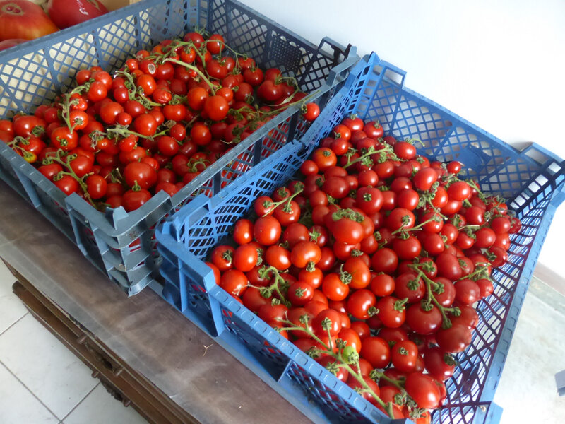 17-tomates (1)