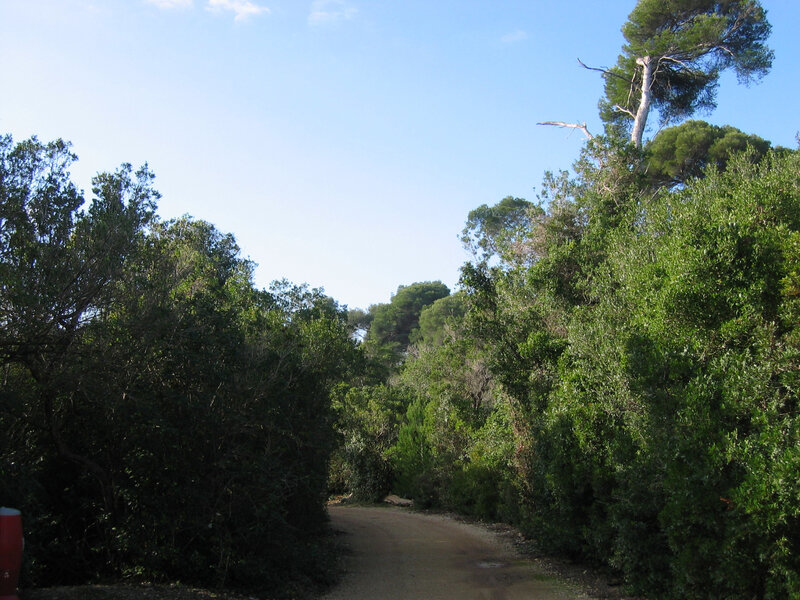 Chemin et végétation 1