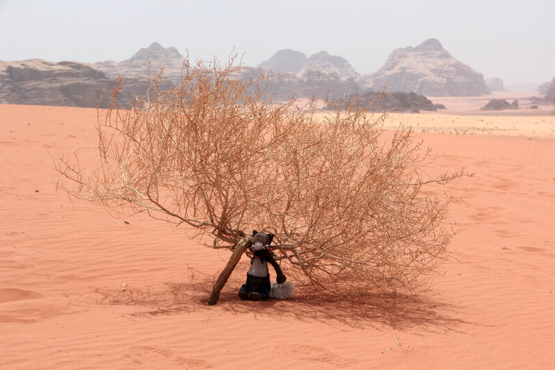 Le loup cherche l'ombre dans le Wadi Rum