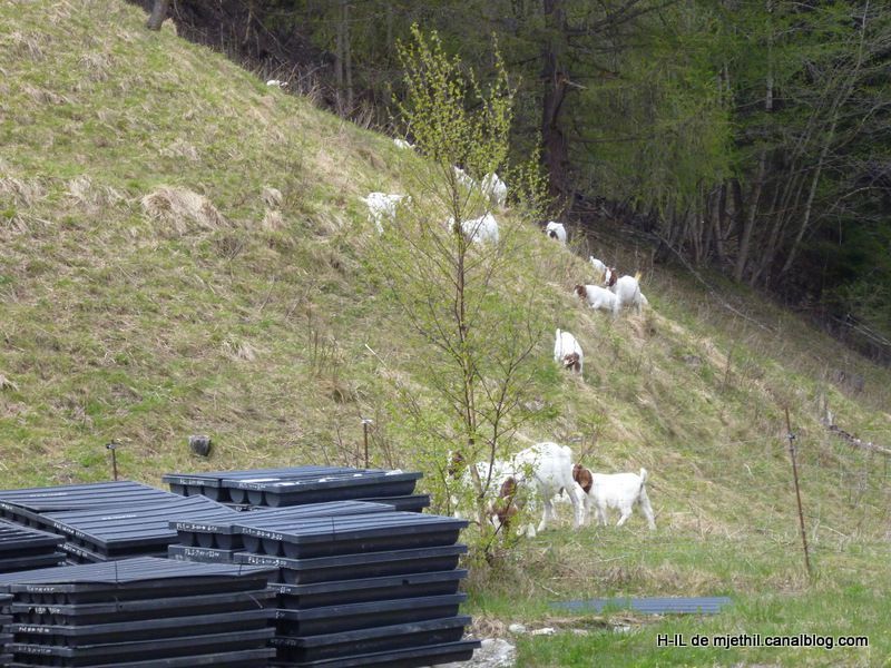 01-Sur la route de Grimentz le 3 mai 2012 001