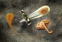 leruyet_chasse_et_cueillette_en_pays_minier_