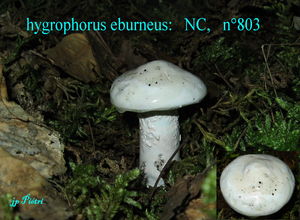 hygrophorus__eburneus_n_803