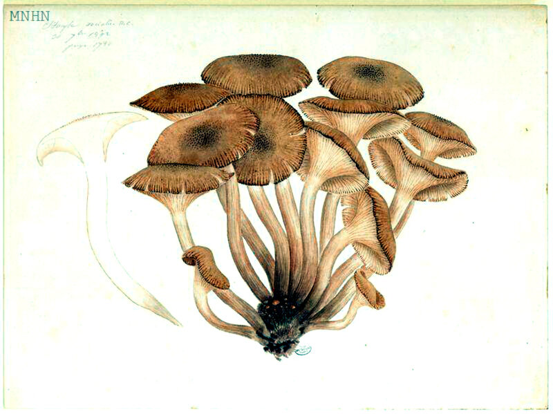 56 Clitocybe socialis (Armillaria tabescens) b