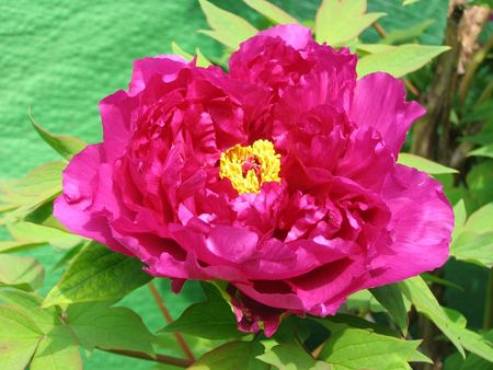 Pivoine_arbustive_Suffruticosa_Pourpre_021_1_