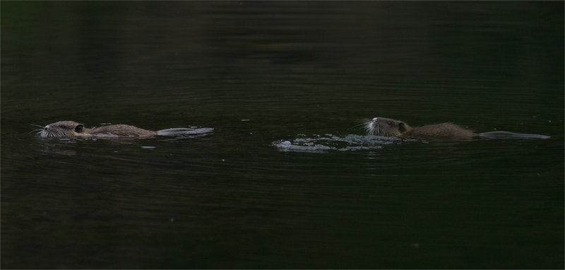 Ragondins deux rivière 2 180821