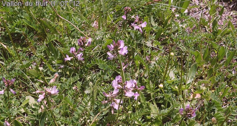 astragale des alpes