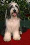 Premiere_Walt_Disney_Pictures_Shaggy_Dog_Arrivals_Y2qSlU17z1Ml