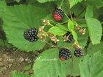 Mûres géantes du jardin juillet 2012 003