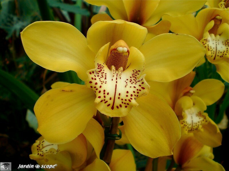 Expo d'Orchidées 2008 - Serre aux papillons du Parc Floral d'Orléans