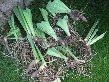 iris aout 2012 002