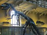 Galerie de paléontologie