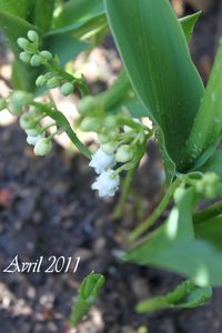 IMG_1733