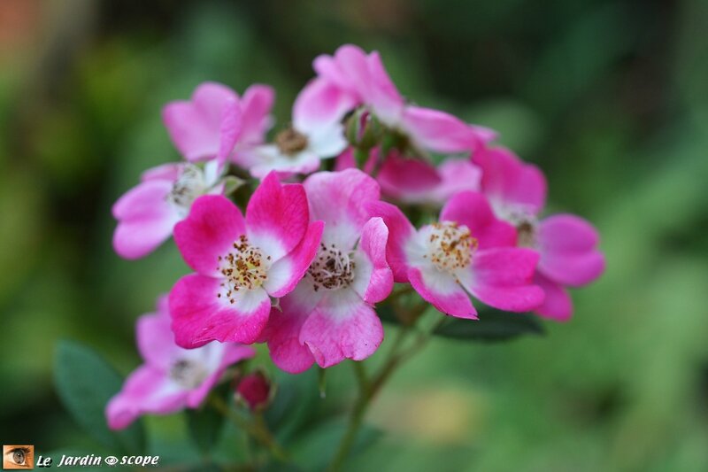 Rose-Mozart
