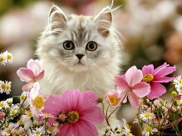 Cats-And-Flowers6