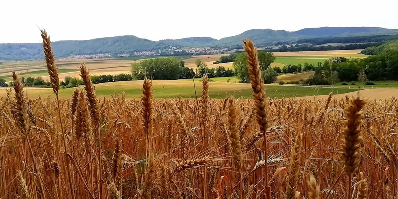 panorama blé