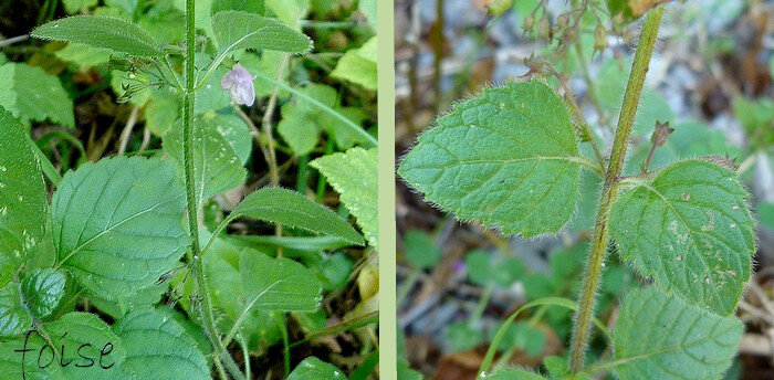 tige velue simple ou peu rameuse f opposées pétiolées ovales velues dentées en scie