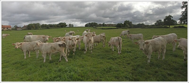 PH tour ba GA vaches 29 pano 082014