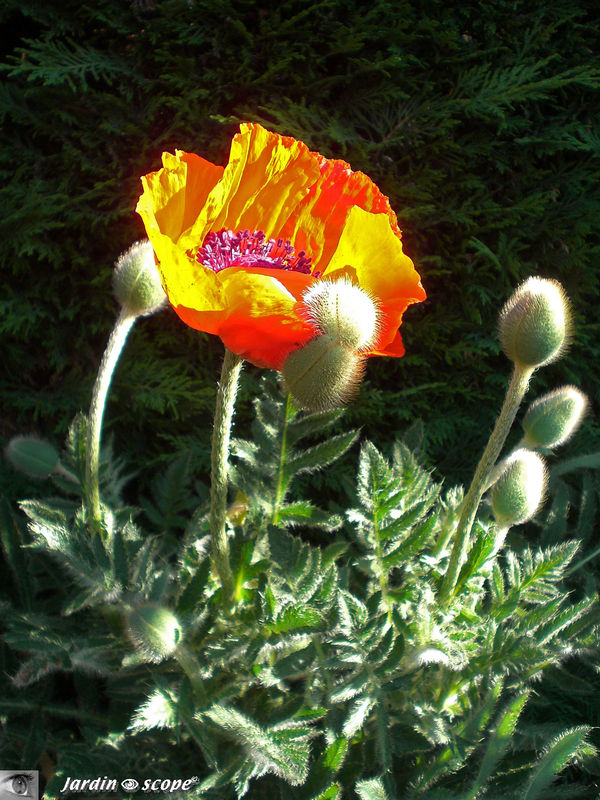 Papaver orientalis